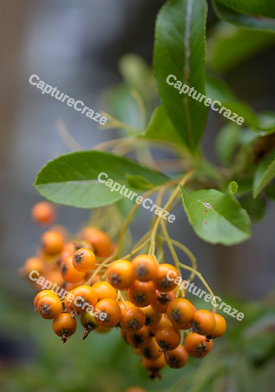 Orange Pyracantha Hedge